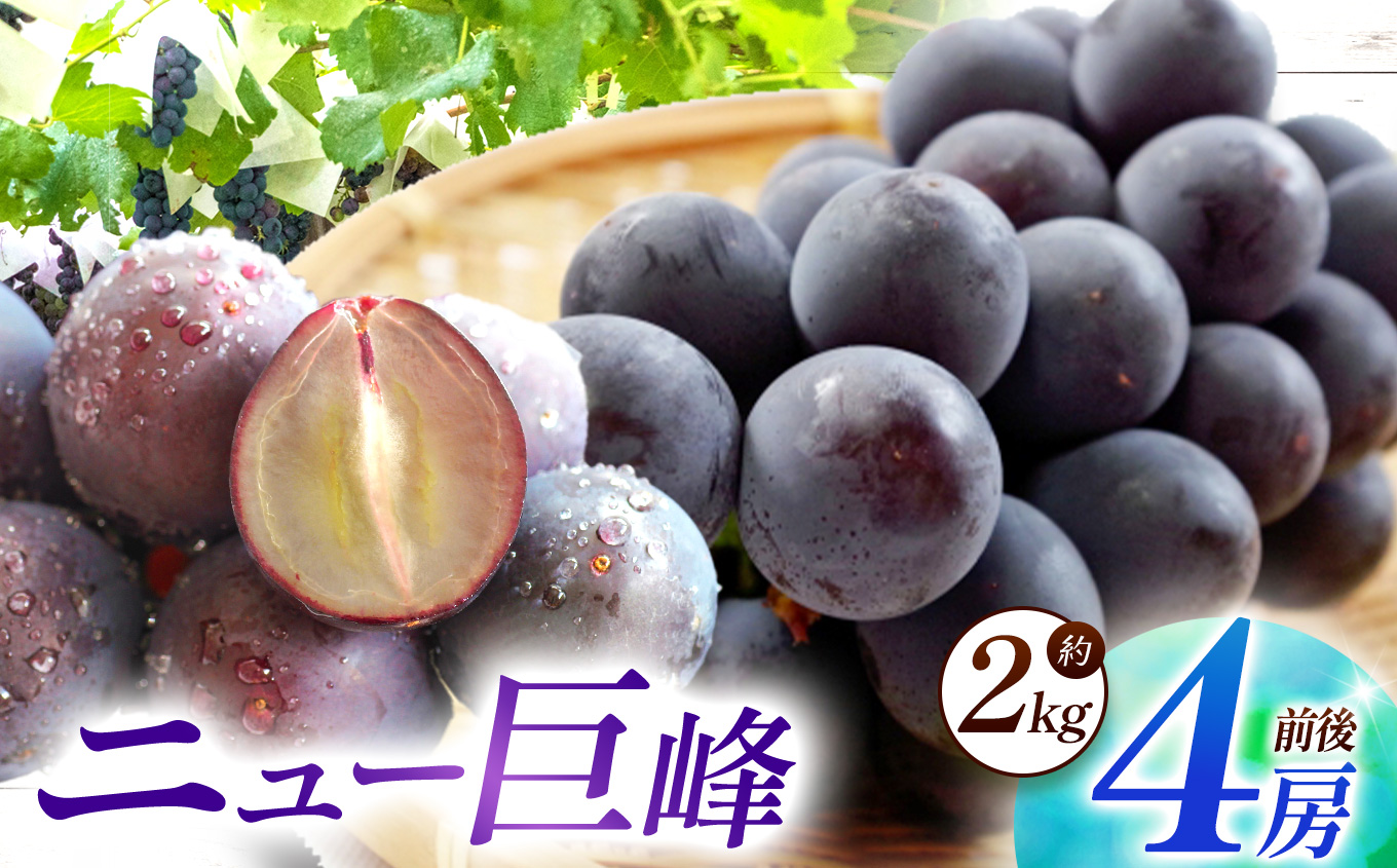 【数量限定】宮内果樹観光園のニュー巨峰 約2kg ぶどう 4房程度 | フルーツ 果物 くだもの ブドウ 葡萄 巨峰 ニュー巨峰 産地直送 大分県 中津市
