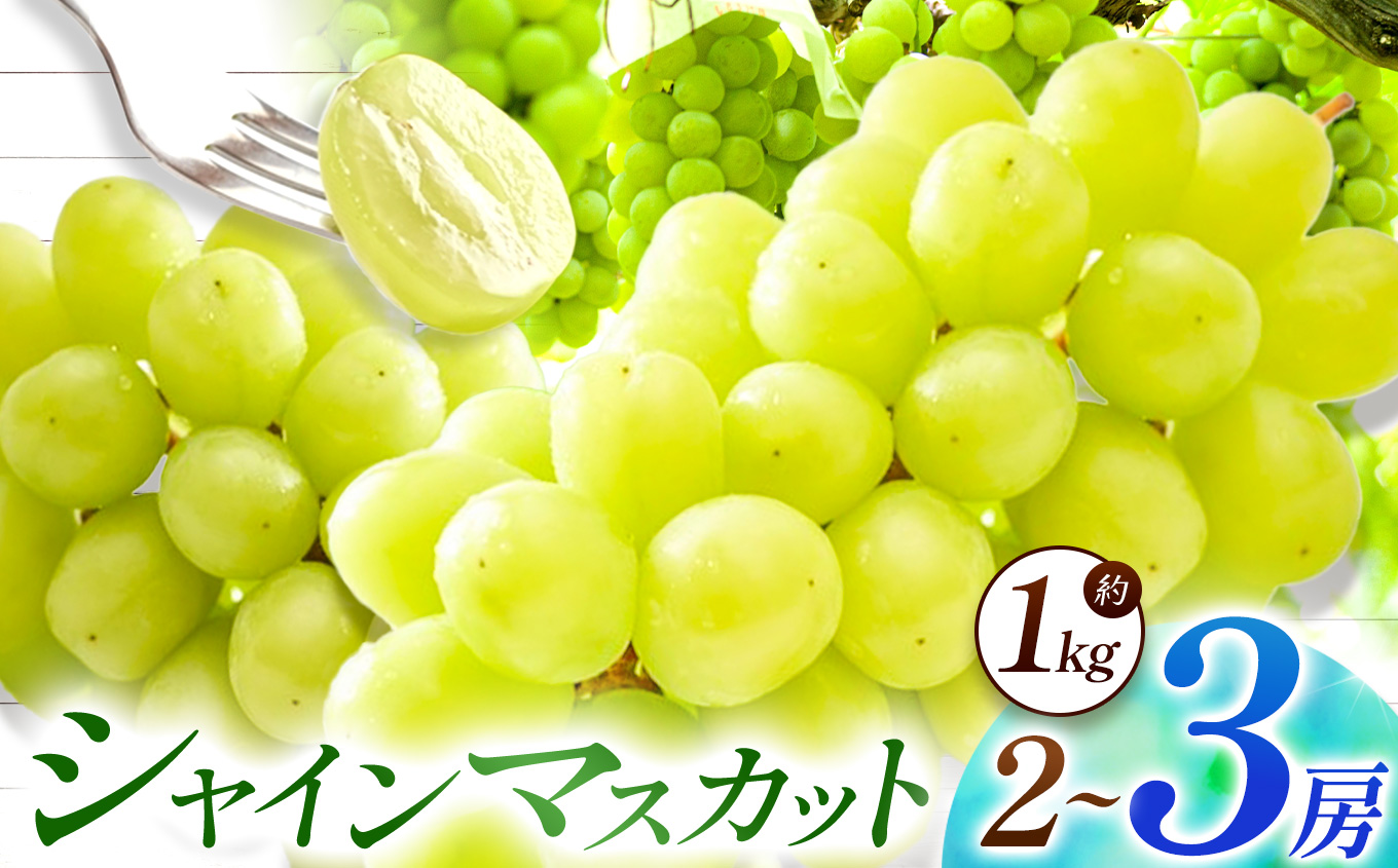 【数量限定】宮内果樹観光園のシャインマスカット 約1kg 2房前後 | フルーツ 果物 くだもの ぶどう ブドウ 葡萄 シャインマスカット マスカット 産地直送 大分県 中津市