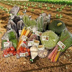 季節野菜の詰め合わせセット 旬野菜 | 野菜 健康 旬の詰め合わせ  大分県産 九州産 中津市 国産 送料無料