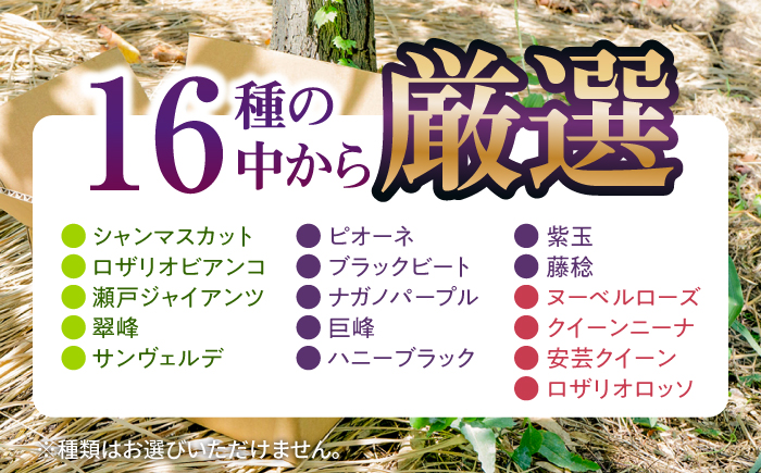 【先行予約・26年8月以降発送】 シャインマスカット ぶどう おまかせ食べ比べ セット 3～4種（各1房） 日田市 / いのうえぶどう園 【配送不可地域：北海道・沖縄・離島】 [ARDO001]