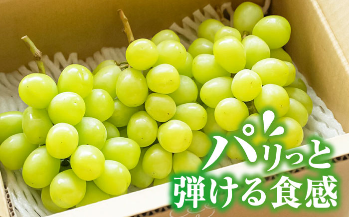 【先行予約・26年8月以降発送】シャインマスカット 2～3房　ぶどう 日田市 / いのうえぶどう園 【配送不可地域：北海道・沖縄・離島】 [ARDO002]