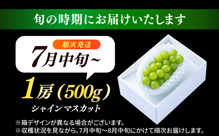 【先行予約・26年7月以降発送】 日田産シャインマスカット1房(約500g) ぶどう　日田市 / 南国フルーツ株式会社 ブドウ 葡萄 ぶどう 【配送不可地域：離島】[ARET001]