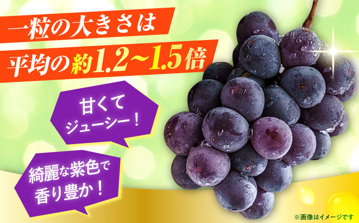 【期間限定】 ピオーネ 1箱（600～700g×2房） 日田市 / JAおおいた　 [AREW004]