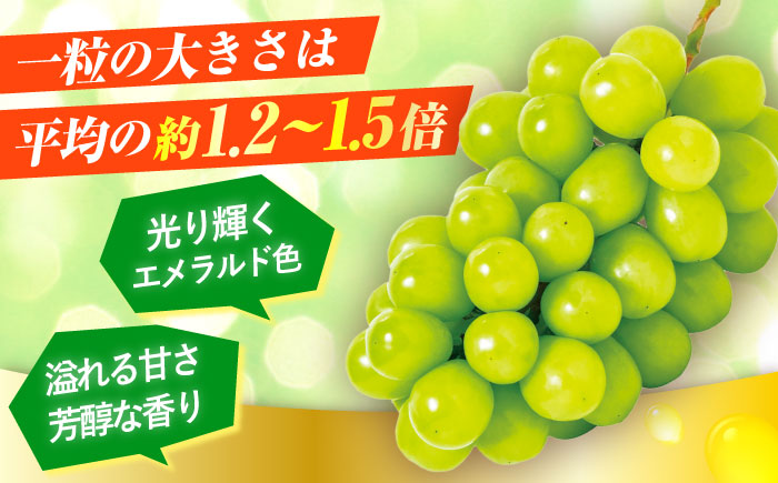 【先行予約・26年8月以降発送】シャインマスカット 1箱 (600g～700g×2房) ぶどう 日田市 / JAおおいた【配送不可地域：北海道・沖縄・離島】 [AREW005]