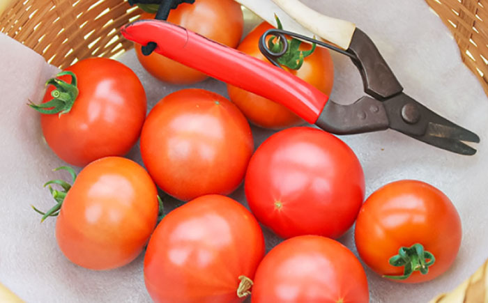 トマトドレッシング(3本)詰め合わせセット 日田市 / 有限会社マルカ農園(トマトファーム) とまと ドレッシング [ARAH003]