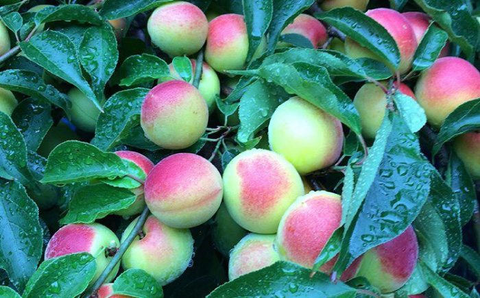 梅干し　「豊の香梅」　1kg 日田市 / 株式会社矢野農園 [ARCF002]