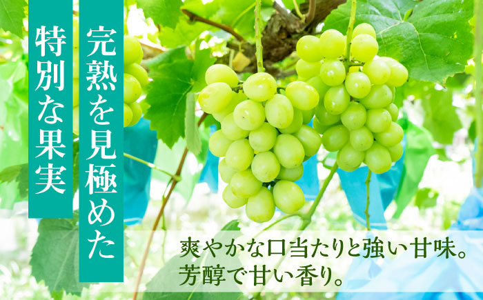 【先行予約・26年8月以降発送】シャインマスカット 2～3房　ぶどう 日田市 / いのうえぶどう園 【配送不可地域：北海道・沖縄・離島】 [ARDO002]