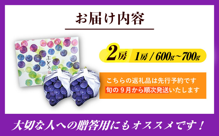 【期間限定】 ピオーネ 1箱（600～700g×2房） 日田市 / JAおおいた　 [AREW004]