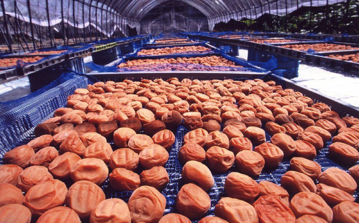 梅干し　「豊の香梅」　500g 日田市 / 株式会社矢野農園 [ARCF001]