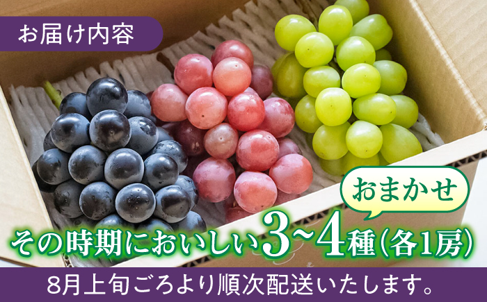【先行予約・26年8月以降発送】 シャインマスカット ぶどう おまかせ食べ比べ セット 3～4種（各1房） 日田市 / いのうえぶどう園 【配送不可地域：北海道・沖縄・離島】 [ARDO001]