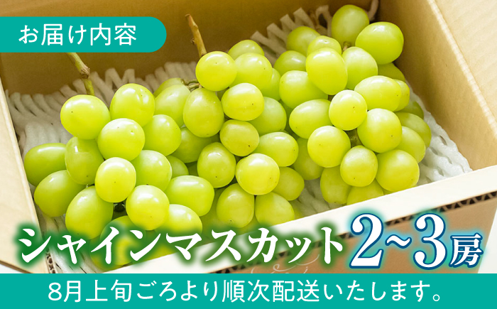 【先行予約・26年8月以降発送】シャインマスカット 2～3房　ぶどう 日田市 / いのうえぶどう園 【配送不可地域：北海道・沖縄・離島】 [ARDO002]