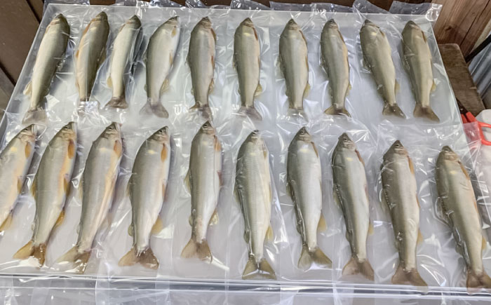 日田産養殖鮎(冷凍)1kg　日田市 / 日田漁業協同組合 魚 あゆ アユ [ARFJ003]