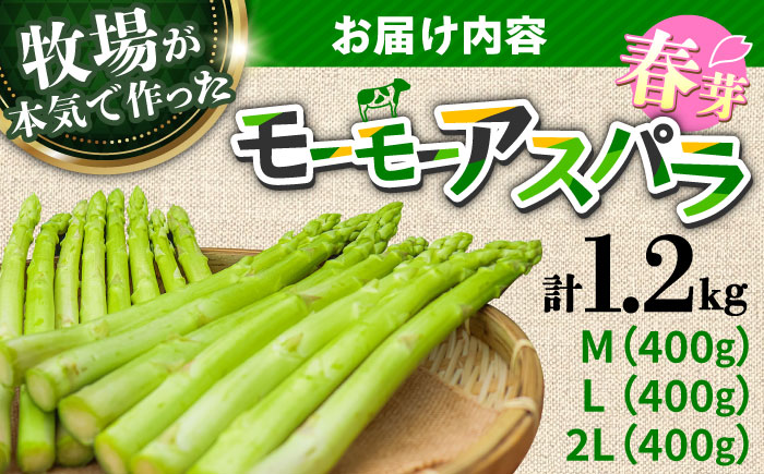モーモーアスパラ 春芽 M / L / 2L セット 1.2kg（3月中旬から順次発送）酪農 牧場 こだわり アスパラガス おすすめ 大分県 日田市 / 株式会社本川牧場 [ARAI032]