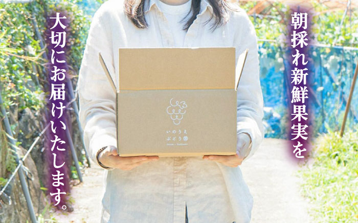 【先行予約・26年8月以降発送】 シャインマスカット ぶどう おまかせ食べ比べ セット 3～4種（各1房） 日田市 / いのうえぶどう園 【配送不可地域：北海道・沖縄・離島】 [ARDO001]