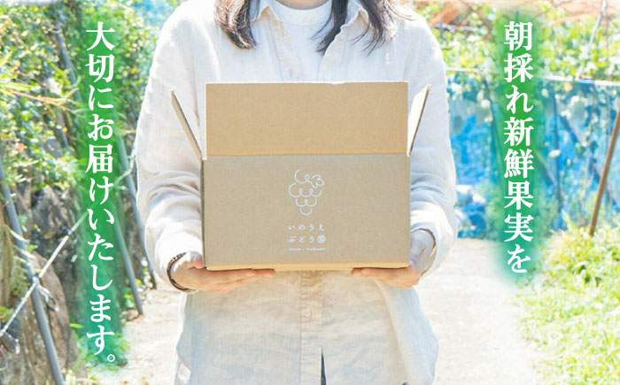 【先行予約・26年8月以降発送】シャインマスカット 2～3房　ぶどう 日田市 / いのうえぶどう園 【配送不可地域：北海道・沖縄・離島】 [ARDO002]