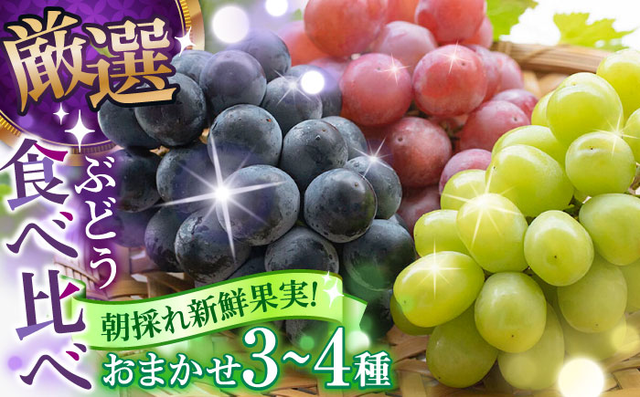 【先行予約・26年8月以降発送】 シャインマスカット ぶどう おまかせ食べ比べ セット 3～4種（各1房） 日田市 / いのうえぶどう園 【配送不可地域：北海道・沖縄・離島】 [ARDO001]