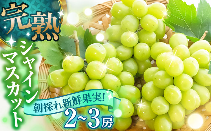【先行予約・26年8月以降発送】シャインマスカット 2～3房　ぶどう 日田市 / いのうえぶどう園 【配送不可地域：北海道・沖縄・離島】 [ARDO002]