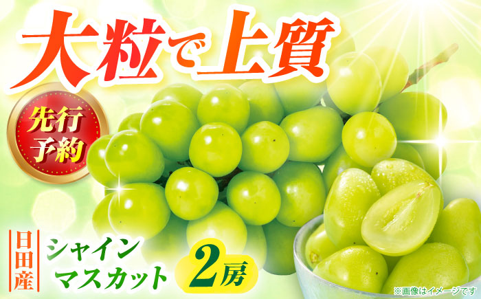 【先行予約・26年8月以降発送】シャインマスカット 1箱 (600g～700g×2房) ぶどう 日田市 / JAおおいた【配送不可地域：北海道・沖縄・離島】 [AREW005]