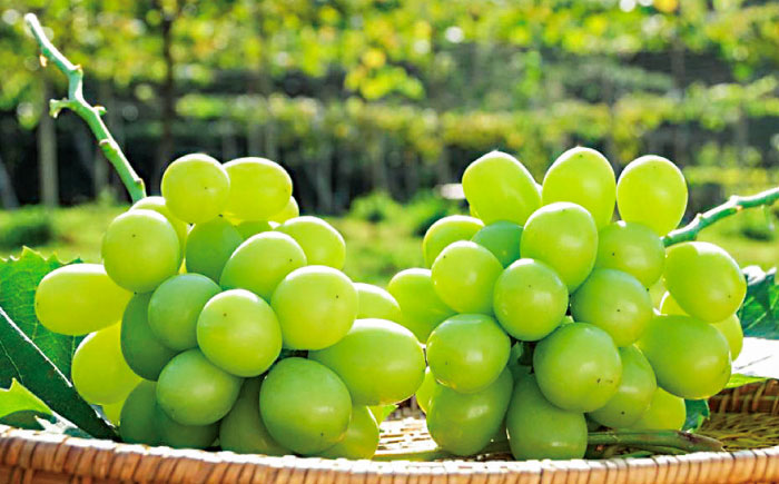 【先行予約・26年8月以降発送】日田市産シャインマスカット2kg(3～5房)　日田市 / 全国農業協同組合連合会大分県本部 ブドウ 葡萄 ぶどう [ARFD007]