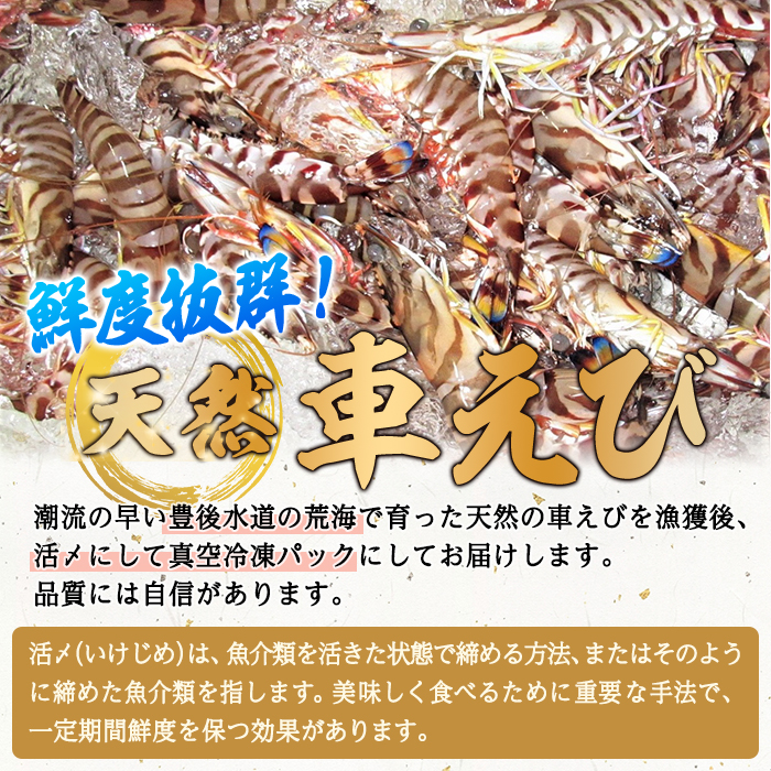 漁師直送! 天然活〆車えび (計500g・250g×2P) エビ 海老 車海老 エビフライ 冷凍 真空 魚介類 大分県 佐伯市 大分県産【EJ01】【萬漁丸】
