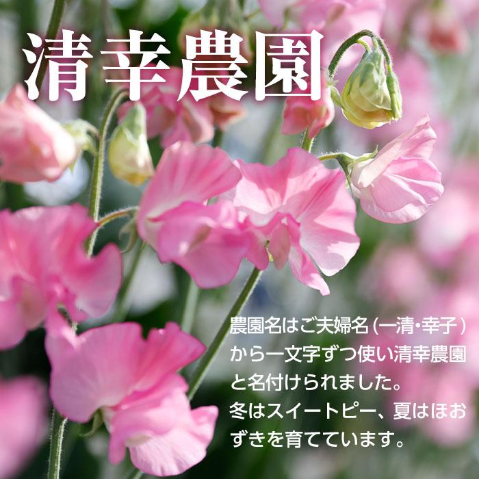 ＜農家直送＞スイートピー ミックス (50本) 期間限定 花 切り花 生花 九州産 国産 大分県 佐伯市 宇目 清幸農園【BZ61】【清幸農園(有)】