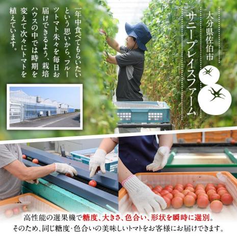フルーツトマト 朱々 Mサイズ (計1kg・16-18玉) M 高糖度 糖度 フルーツトマト トマト 野菜 サラダ 大分県 佐伯市 九州産 国産 大分県 佐伯市【CH63】【サニープレイス】