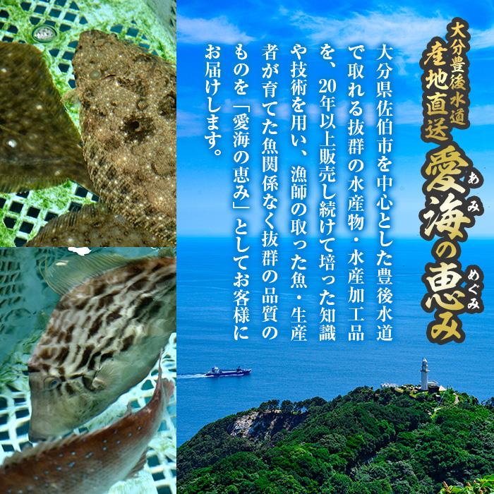 天然 ホウボウ (約2kg・計3-5本) 直送 産直 漁師 魚 鮮魚 天然 ホウボウ 魴ぼう 白身魚 獲れたて 刺身 煮つけ 塩焼き 冷蔵 豊後水道 鮮魚 大分県 佐伯市 豊後水道 鮮魚 愛海の恵み【CS10】【 (有)丸昌水産】