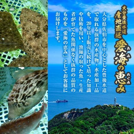 天然 サザエ (約2kg) 直送 産直 漁師 貝 魚介 さざえ 栄螺 獲れたて 刺身 塩焼き バター焼き バーベキュー 酒蒸し 冷蔵 豊後水道 鮮魚 大分県 佐伯市【CS27】【 (有)丸昌水産】