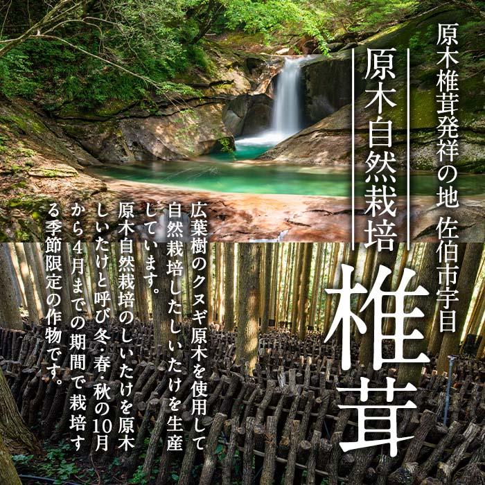 戻しいらず椎茸どんこ3袋 (計300g・100g×3袋) 原木栽培 干し椎茸 乾椎茸 しいたけ きのこ 出汁 大分県 佐伯市 【FR02】【かやの椎茸屋】