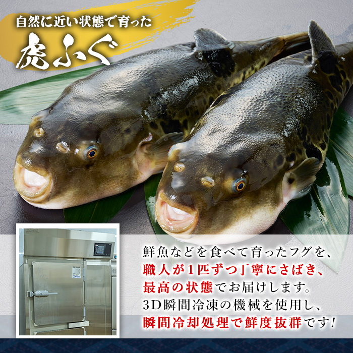 虎ふぐ刺身(4-5人前)ふぐ フグ トラフグ とらふぐ あら 刺身 皮 ひれ 薬味付き【GP004】【高瀬水産】