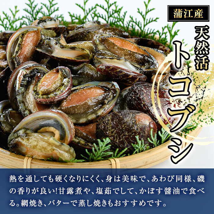 天然 トコブシ (約900g) 鮮魚 魚介 貝 トコブシ とこぶし 酒蒸し 網焼き バター焼き バーベキュー 獲れたて 冷蔵 海の直売所 大分県 佐伯市【AS82】【海べ】