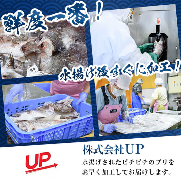 かぼすブリ フィーレ (2枚:約2kg) 期間限定 鰤 ブリ フィーレ フィレ ぶりしゃぶ 刺身 鰤しゃぶ 半身 魚 魚介類 養殖 大分県産 大分県 佐伯市【EW069】【Up】