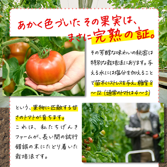 ＜先行予約受付中！2026年4月より順次発送予定＞塩熟トマト KitachiRosso (計1kg) 糖度10度以上 塩トマト 塩とまと とまと トマト 野菜 大分県 佐伯市 九州産 国産 お取り寄せ 大分県 佐伯市【AK7d】【げんきファーム】