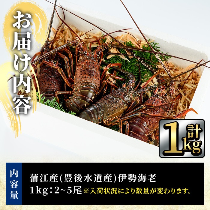 ＜期間限定＞大分県産 伊勢海老 (計1kg・約2～5尾) エビ えび 刺身 魚介 海鮮 BBQ 国産 味噌汁【AS128】【海べ】