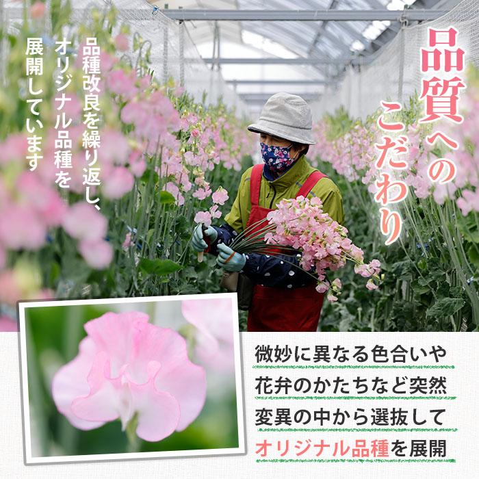 ＜農家直送＞スイートピー ミックス (50本) 期間限定 花 切り花 生花 九州産 国産 大分県 佐伯市 宇目 清幸農園【BZ61】【清幸農園(有)】