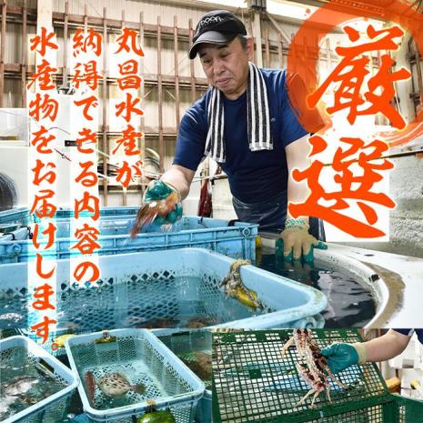 天然 サザエ (約2kg) 直送 産直 漁師 貝 魚介 さざえ 栄螺 獲れたて 刺身 塩焼き バター焼き バーベキュー 酒蒸し 冷蔵 豊後水道 鮮魚 大分県 佐伯市【CS27】【 (有)丸昌水産】