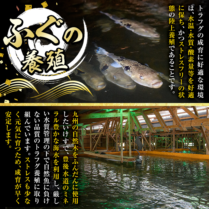 ＜瞬間凍結＞生簀直送 とらふぐ 刺身 セット (6-7人前) 魚 鮮魚 ふぐ 河豚 刺し身 刺身 さしみ ポン酢 もみじおろし 冷凍 佐伯 養殖 大分県 佐伯市【EA31】【(株)トーワ】