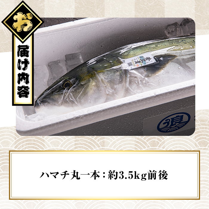 豊後ハマチ 若武者(丸一本) ハマチ はまち 鮮魚 旬 刺身 鰤しゃぶ 竜田揚げ りゅうきゅう 国産 大分県 佐伯市 特産品【GS001】【浪井丸天水産】