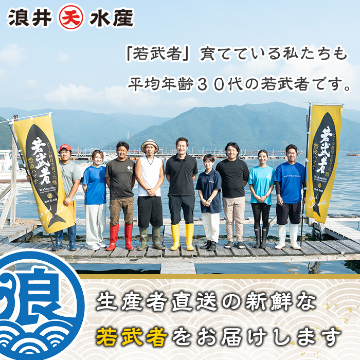 豊後ハマチ 若武者(三枚おろし半身) ハマチ はまち 鮮魚 旬 刺身 三枚おろし 国産 大分県 佐伯市 特産品 さしみ【GS003】【浪井丸天水産】