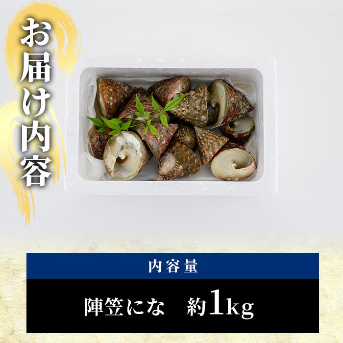 ＜お試し用＞陣笠にな (約1kg) 魚介 貝 にな ニナ 酒蒸し 網焼き バター焼き バーベキュー 獲れたて 冷蔵 海の直売所 大分県 佐伯市【AS125】【海べ (株)】