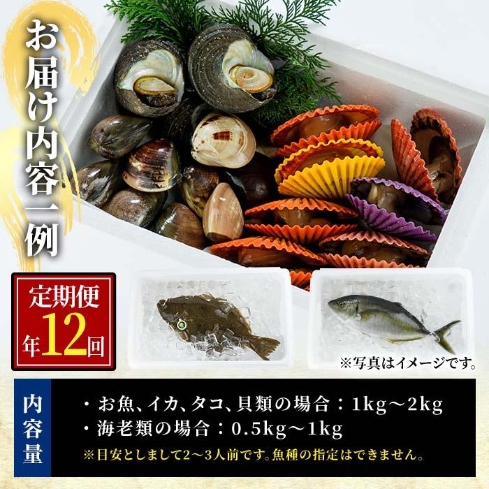 ＜定期便・全12回 (連続)＞魚介類定期便 (2-3人前×12ヶ月)魚 魚介 いか イカ たこ タコ 貝 海老 えび エビ 獲れたて 冷蔵 海の直売所 大分県 佐伯市【AS63】【海べ (株)】