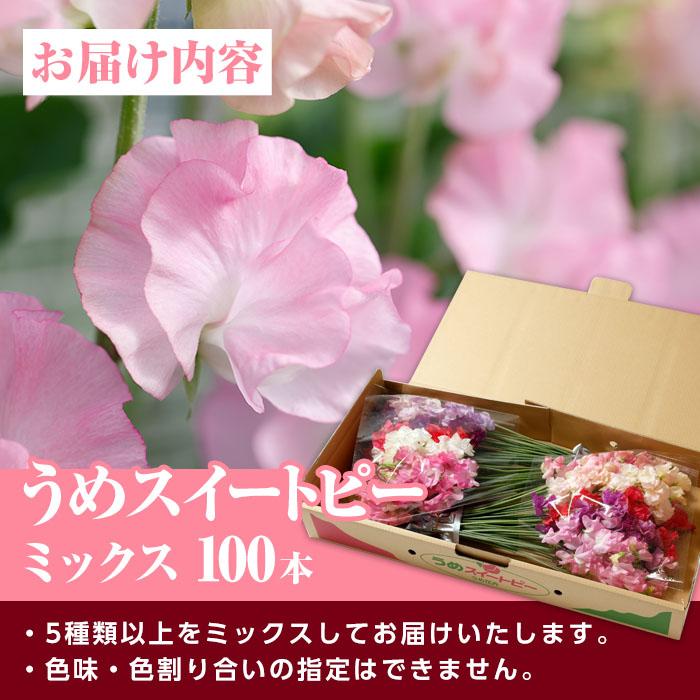 ＜農家直送＞スイートピー ミックス (100本) 期間限定 花 切り花 生花 九州産 国産 大分県 佐伯市 宇目 清幸農園【BZ64】【清幸農園(有)】