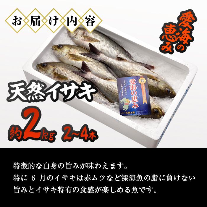 天然 イサキ (約2kg・計2-4本) 直送 産直 漁師 魚 鮮魚 天然 イサキ 鶏魚 白身魚 獲れたて 刺身 煮つけ 塩焼き 冷蔵 豊後水道 大分県 佐伯市 愛海の恵み【CS07】【 (有)丸昌水産】