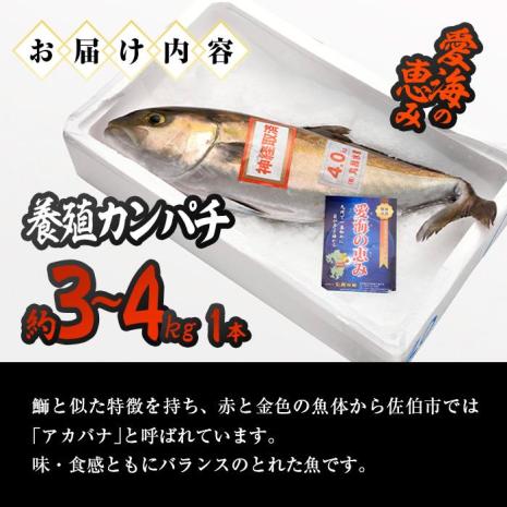 養殖 カンパチ (約3-4kg・1本) 直送 産直 漁師 魚 鮮魚 養殖 カンパチ 間八 白身魚 獲れたて 刺身 煮つけ 唐揚げ 塩焼き 冷蔵 豊後水道 大分県 佐伯市 愛海の恵み【CS23】【 (有)丸昌水産】