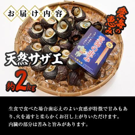 天然 サザエ (約2kg) 直送 産直 漁師 貝 魚介 さざえ 栄螺 獲れたて 刺身 塩焼き バター焼き バーベキュー 酒蒸し 冷蔵 豊後水道 鮮魚 大分県 佐伯市【CS27】【 (有)丸昌水産】