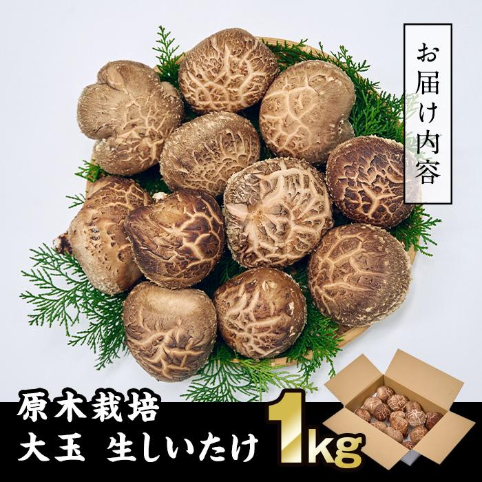 ＜先行予約受付中！2026年1月より発送開始予定＞原木栽培の大玉生しいたけ（1kg）九州産 大分県産 国産 しいたけ 椎茸 生椎茸 生シイタケ 生しいたけ 生しいたけ 生シイタケ 原木しいたけ 佐伯市【FR03】【かやの椎茸屋】