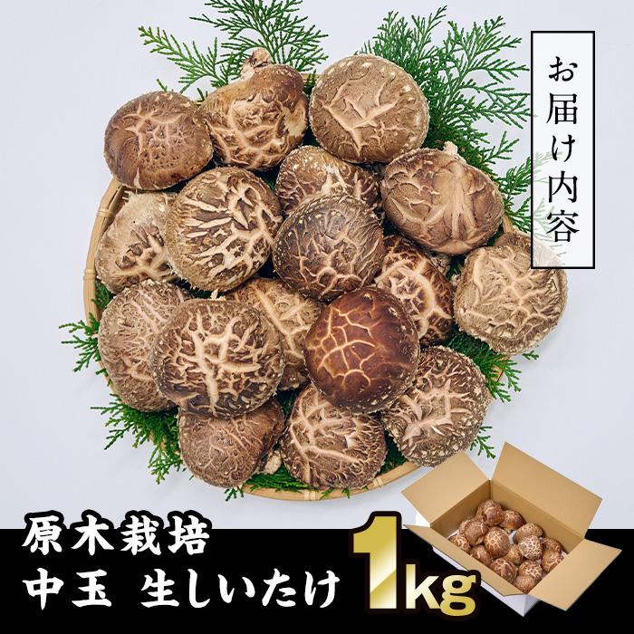 ＜先行予約受付中！2026年1月より発送開始予定＞原木栽培の中玉生しいたけ（1kg）九州産 大分県産 国産 しいたけ 椎茸 生椎茸 生シイタケ 生しいたけ 生しいたけ 生シイタケ 原木しいたけ 佐伯市【FR04】【かやの椎茸屋】