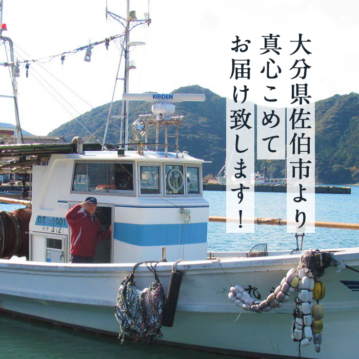 漁師直送! 天然活〆車えび (計500g・250g×2P) エビ 海老 車海老 エビフライ 冷凍 真空 魚介類 大分県 佐伯市 大分県産【EJ01】【萬漁丸】