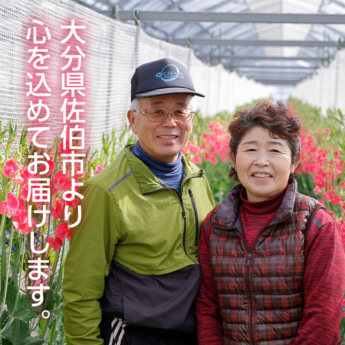 ＜農家直送＞スイートピー ミックス (100本) 期間限定 花 切り花 生花 九州産 国産 大分県 佐伯市 宇目 清幸農園【BZ64】【清幸農園(有)】