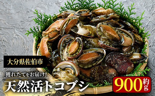 天然 トコブシ (約900g) 鮮魚 魚介 貝 トコブシ とこぶし 酒蒸し 網焼き バター焼き バーベキュー 獲れたて 冷蔵 海の直売所 大分県 佐伯市【AS82】【海べ】